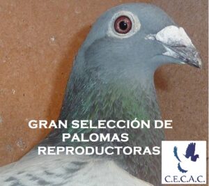 GRAN SUBASTA DE PALOMAS REPRODUCTORAS!!!! "ESTA SUBASTA TERMINA LOS DÍAS 19 Y 20 DE NOVIEMBRE."