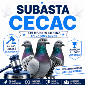 GRAN SUBASTA DE PALOMAS DE TODAS LAS DISTANCIAS !!! Esta Subasta Termina Los días 04 y 05 de Agosto.