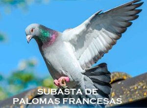 PALOMAS FRANCESAS. Esta Subasta Termina los días 18 y 19 de Marzo.