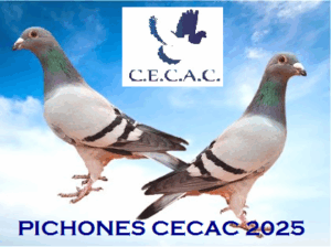 GRAN SUBASTA DE PICHONES C.E.C.A.C. 2025 !!! ESTA SUBASTA TERMINA LOS DÍAS 15 Y 16 DE JULIO.