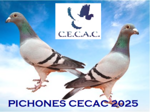 GRAN SUBASTA DE PICHONES 2025 C.E.C.A.C.!!! ESTA SUBASTA TERMINA LOS DÍAS 10 Y 11 DE JUNIO.