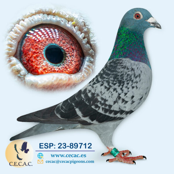 ESP: 2023-89712-M♂ DELBAR