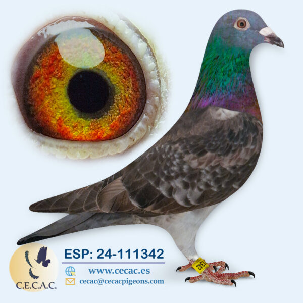 ESP: 2024-111342-M♂  MEULEMANS/COLOUR RACING