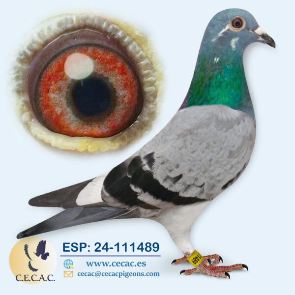 ESP: 2024-111489-H♀  PIPA ELITE CENTER