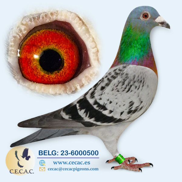 BELG: 2023-6000500-H♀  DELBAR