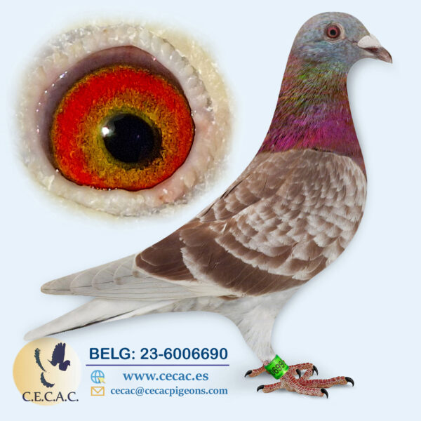 BELG: 2023-6006690-H♀  BRICOUX