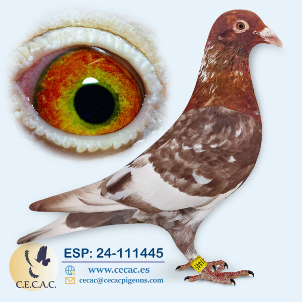 ESP: 2024-111445-M♂  MEULEMANS/COLOUR RACING