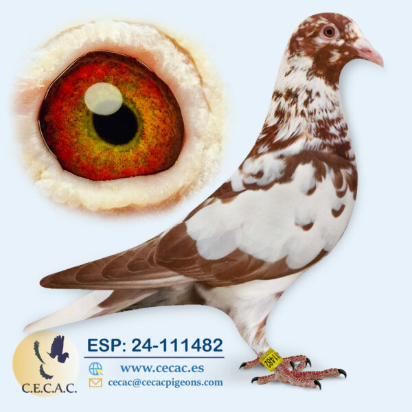 ESP: 2024-111482-H♀  MEULEMANS