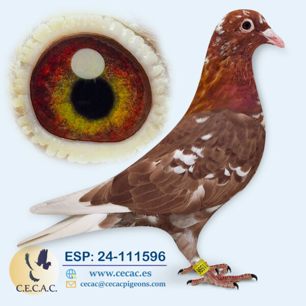 ESP: 2024-111596-H♀  MEULEMANS