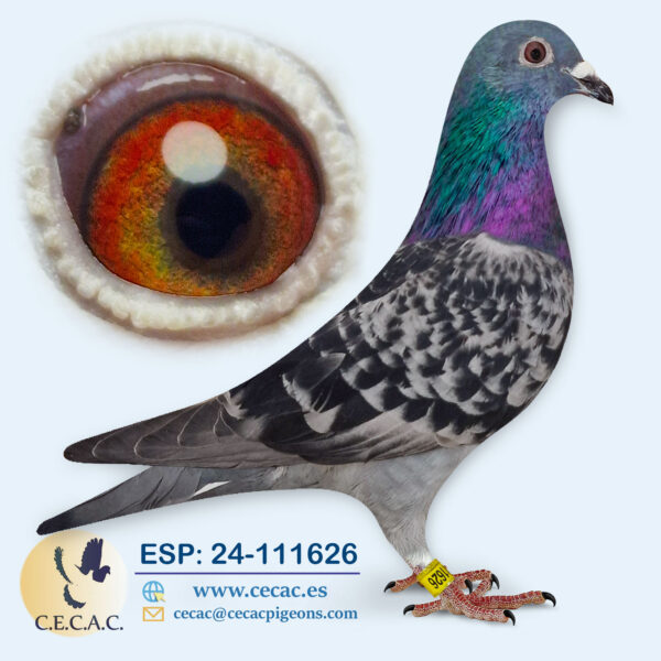 ESP: 2024-111626-H♀  STASSART