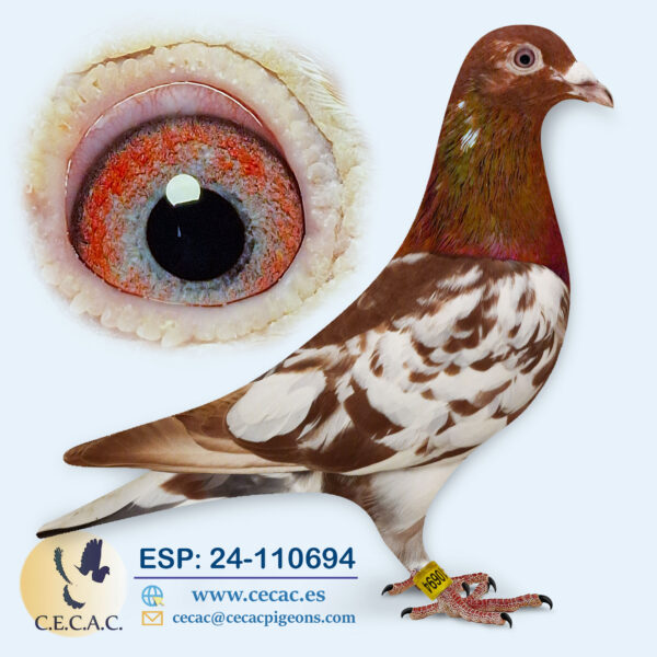 ESP: 2024-110694-M♂  ARIE DIJKSTRA