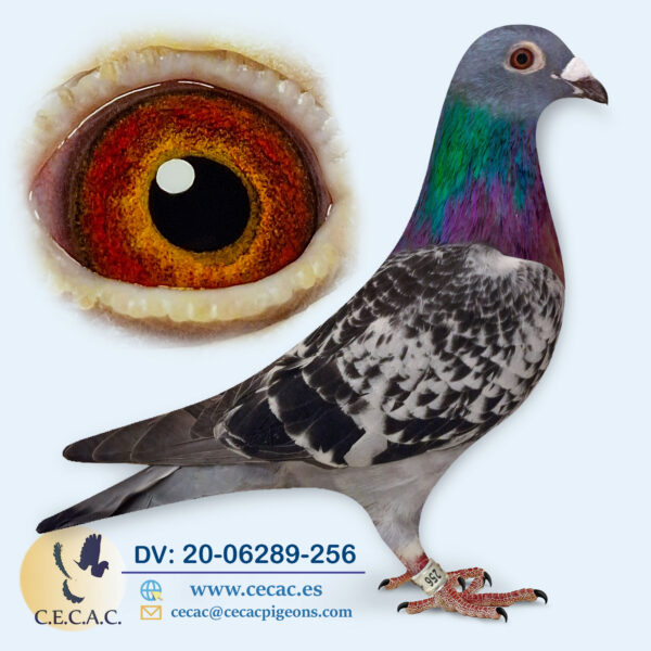 DV: 06289-20-256-H♀  DIRK VAN DEN BULCK/STEFAAN LAMBRECHTS