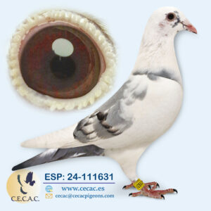 ESP: 2024-111631-H♀   PIET LAZEROMS/JAN AARDEN