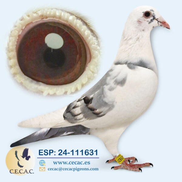 ESP: 2024-111631-H♀   PIET LAZEROMS/JAN AARDEN