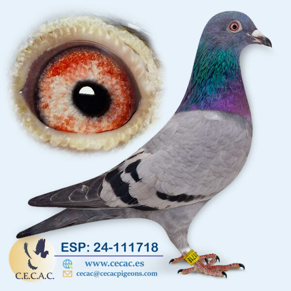 ESP: 2024-111718-H♀   DERBY