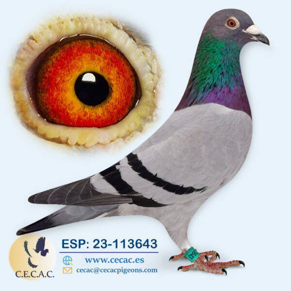 ESP: 2023-113643-M♀  REIJNEN-BOLTON/PIPA ELITE CENTER
