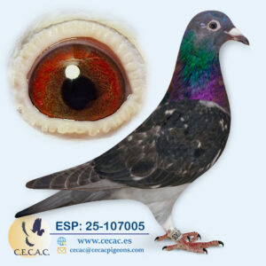 ESP: 2025-107005-H♀  STASSART
