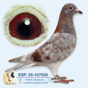 ESP: 2025-107020-M♂  DIRK VAN DEN BULCK