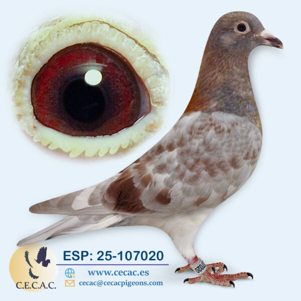ESP: 2025-107020-M♂  DIRK VAN DEN BULCK