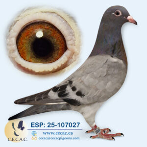 ESP: 2025-107027-H♀  AS VELOCIDAD