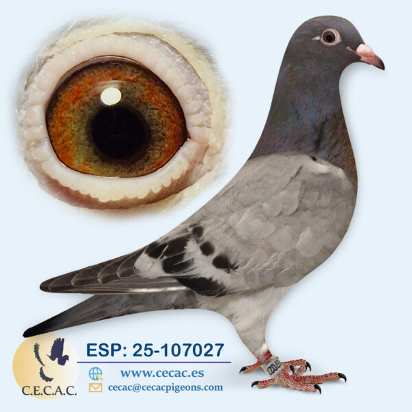 ESP: 2025-107027-H♀  AS VELOCIDAD