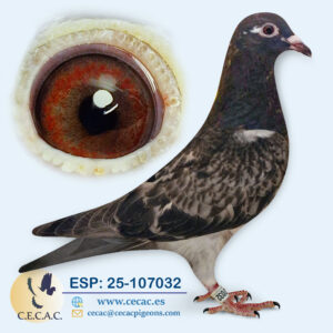 ESP: 2025-107032-H♀  STASSART