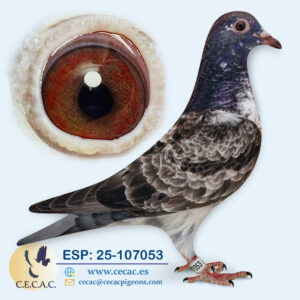 ESP: 2025-107053-H♀  SCHEREN&VANGRAMBER.