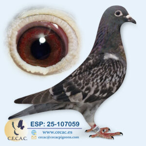 ESP: 2025-107059-H♀  STASSART