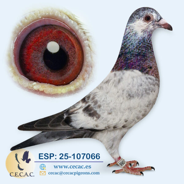 ESP: 2025-107066-M♂