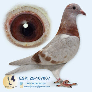 ESP: 2025-107067-H♀  MARTENS TONY/BATENBURG.