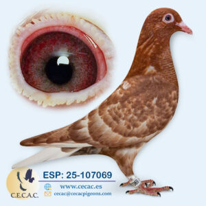 ESP: 2025-107069-M♂   MEULEMANS