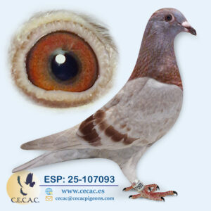 ESP: 2025-107093-M♂  DIRK VAN DEN BULCK
