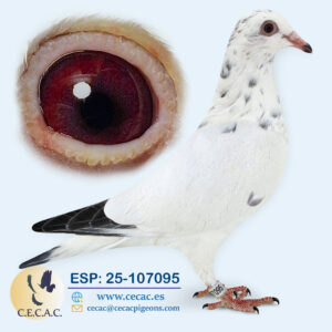 ESP: 2025-107095-H♀  LUDO CLAESSENS