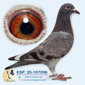 ESP: 2025-107096-H♀  DIRK VAN DEN BULCK