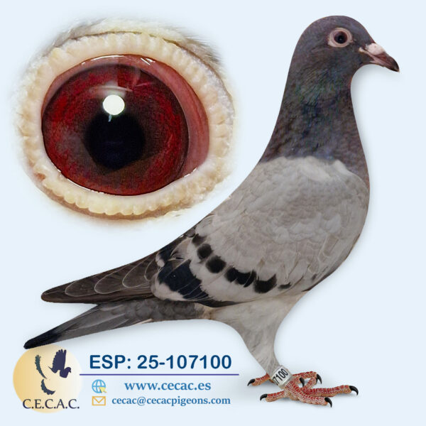 ESP: 2025-107100-M♂  DIRK VAN DEN BULCK