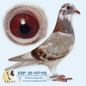 ESP: 2025-107102-M♂   DIRK VAN DEN BULCK