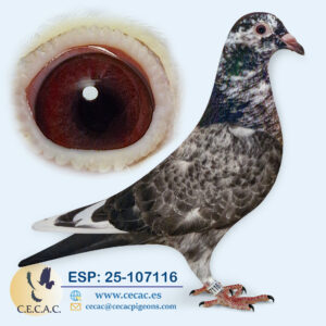 ESP: 2025-107116-H♀  SCHEREN&VANGRAMB./TONECAS