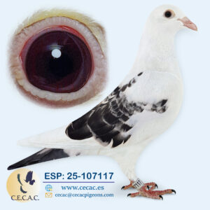 ESP: 2025-107117-H♀  DELBAR