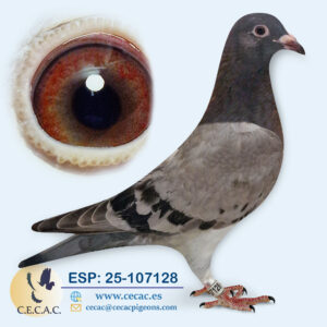ESP: 2025-107128-M♂  PIPA ELITE CENTER