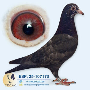 ESP: 2025-107173-H♀  SCHEREN&VANGRAMB.