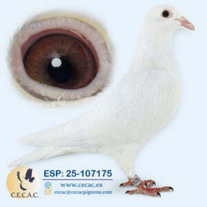 ESP: 2025-107175-H♀  PIET LAZEROMS/DELBAR