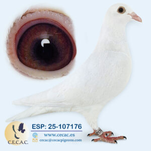 ESP: 2025-107176-H♀   PIET LAZEROMS/DELBAR