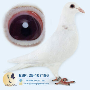 ESP: 2025-107196-H♀  PIET LAZEROMS/JAN AARDEN