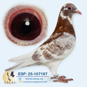 ESP: 2025-107197-H♀  PIET LAZEROMS/JAN AARDEN