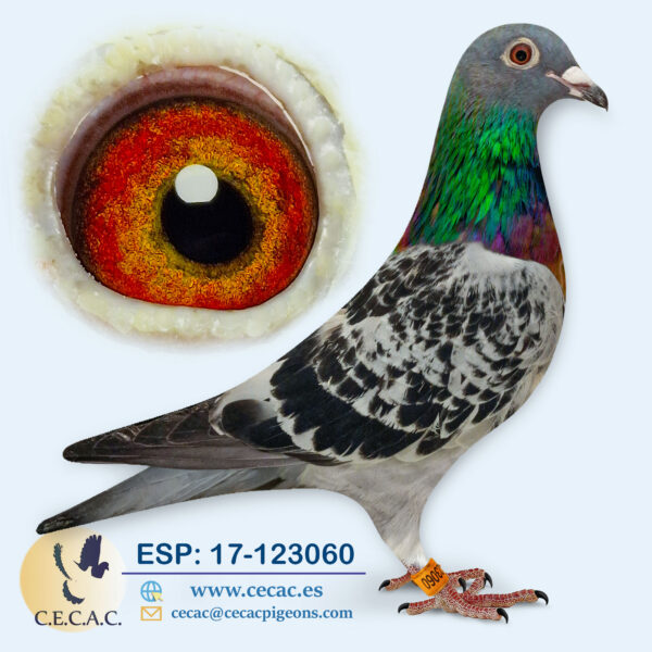 ESP: 2017-123060-H♀  DERBY
