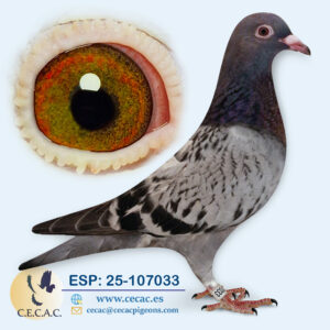 ESP: 2025-107033-M♂  HERBOTS/WILLEM DE BRUIJN