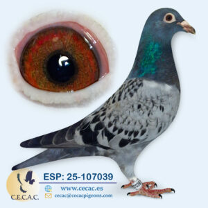 ESP: 2025-107039-M♂  DIRK VAN DEN BULCK