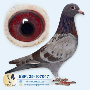 ESP: 2025-107047-H  JAN AARDEN/COLOUR RACING