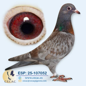 ESP: 2025-107052-M♂  VAN WANROY