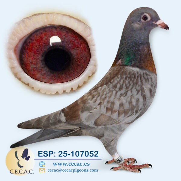 ESP: 2025-107052-M♂  VAN WANROY
